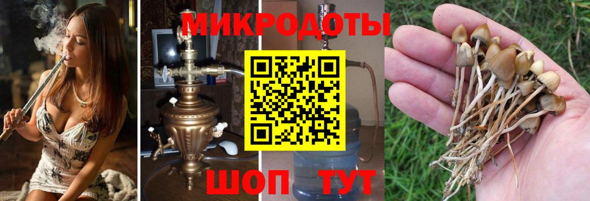 Псилоцибиновые грибы Psilocybine cubensis Рузаевка